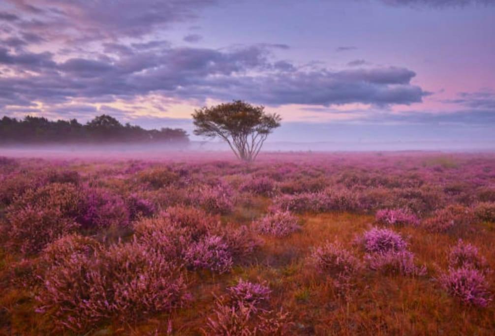 Veluwe Boutique Lodge 皮滕 外观 照片
